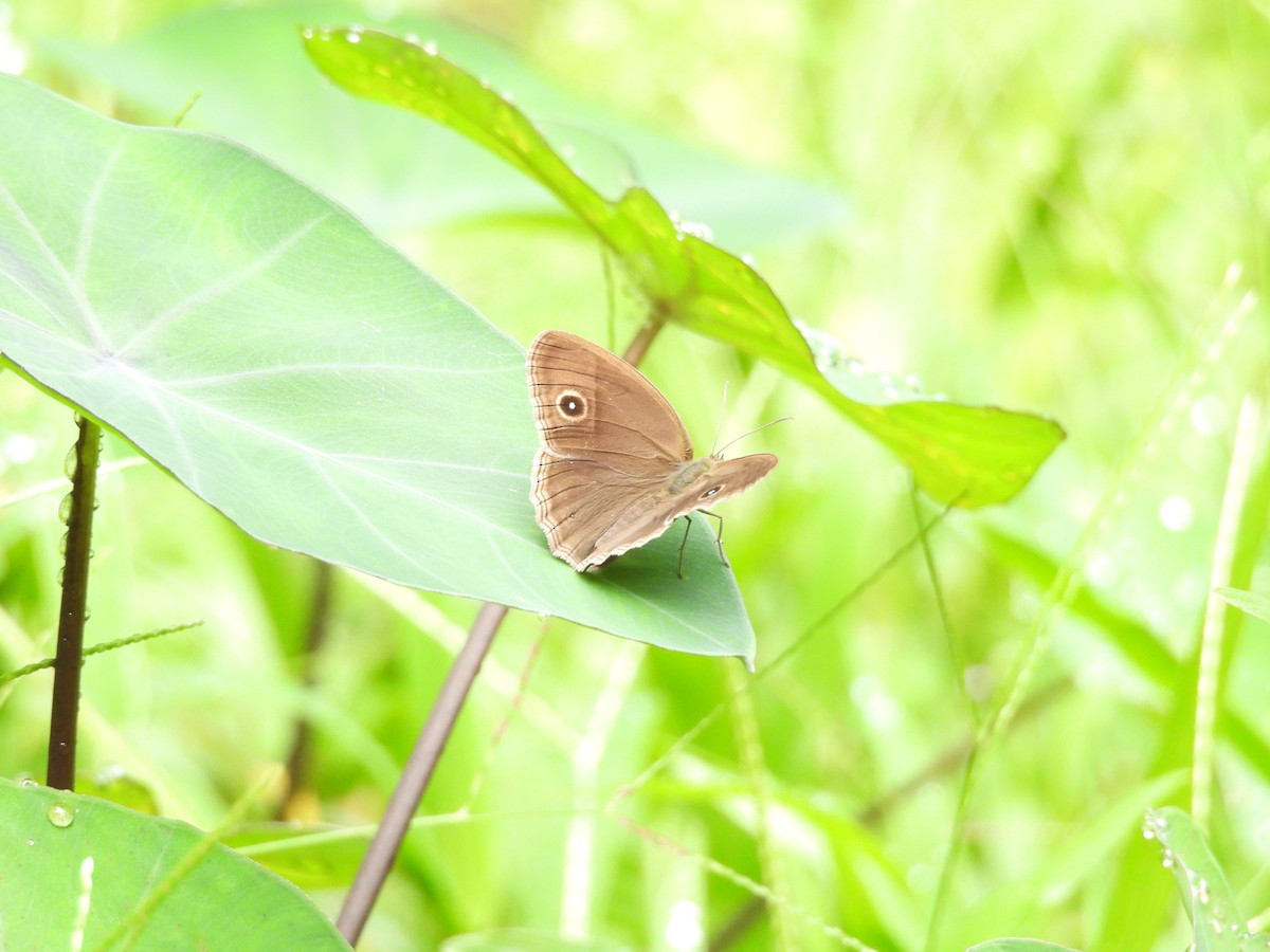 Insects - ML636403169