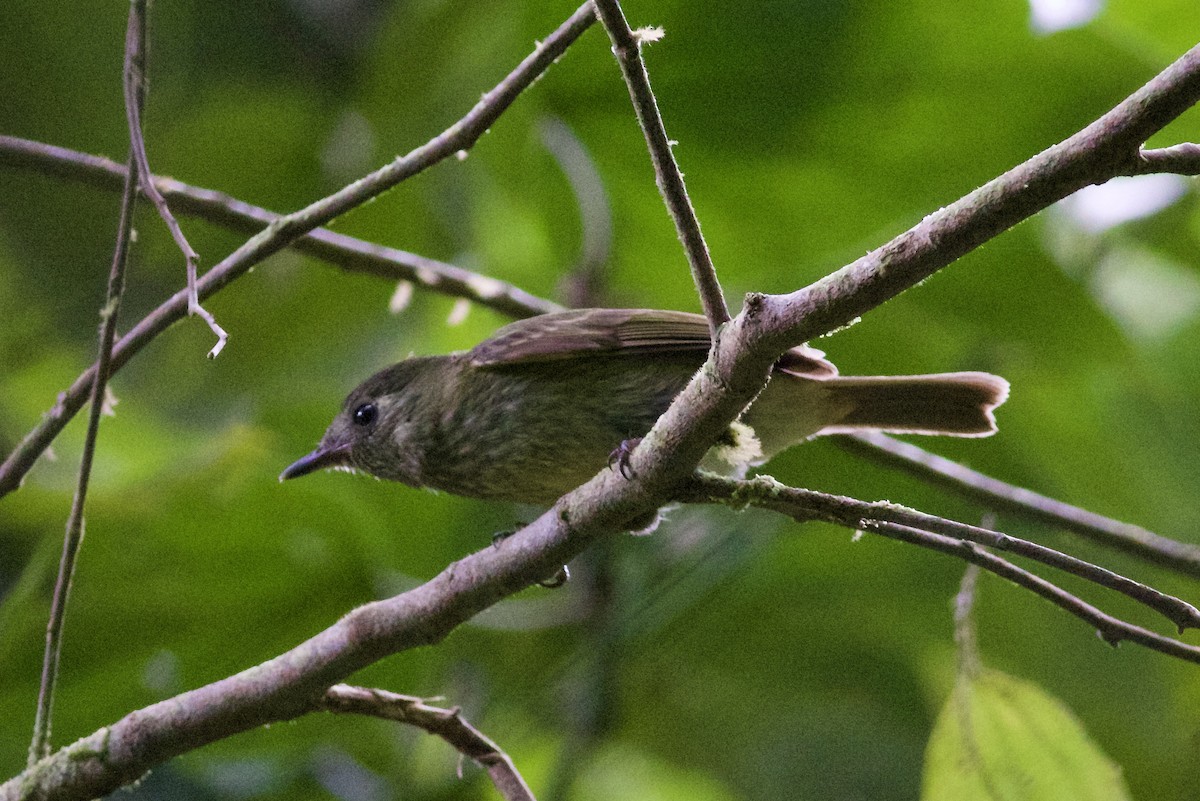 Olive-streaked Flycatcher - ML636403224