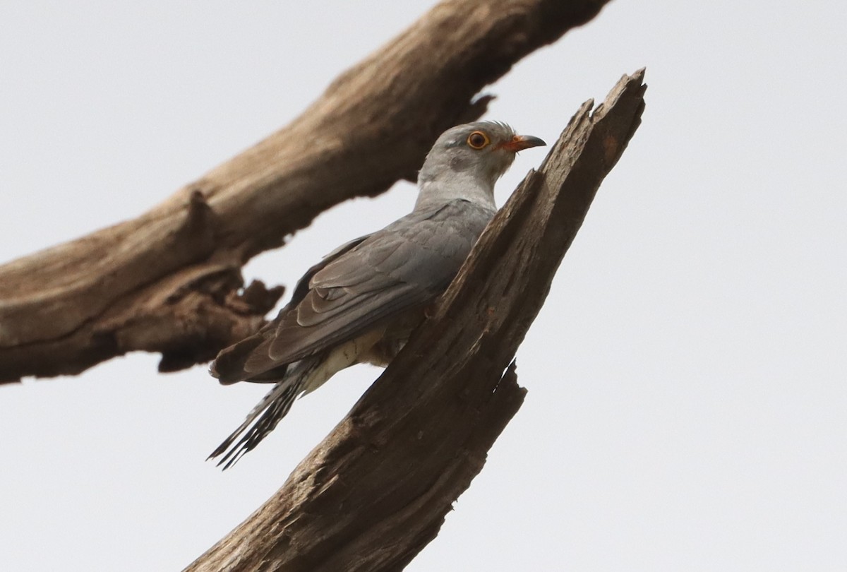 African Cuckoo - ML636403227