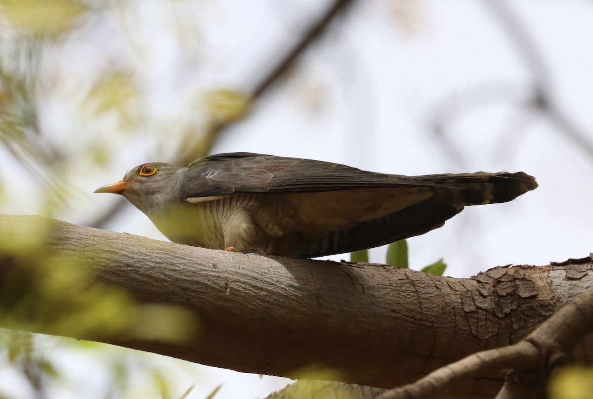 African Cuckoo - ML636403228