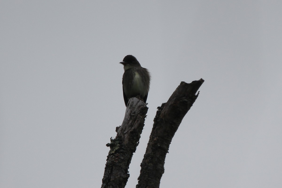 jakkepivi - ML636403400