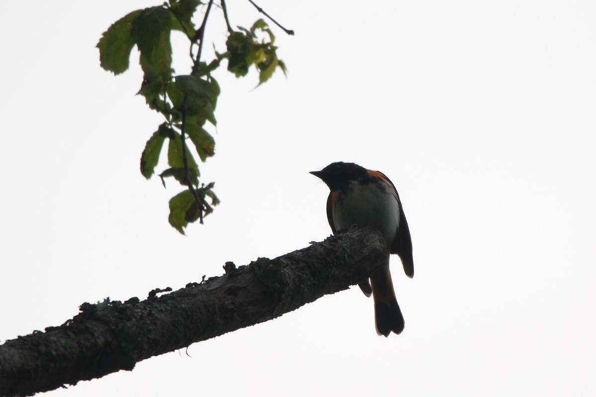 rødstjertparula - ML636403420