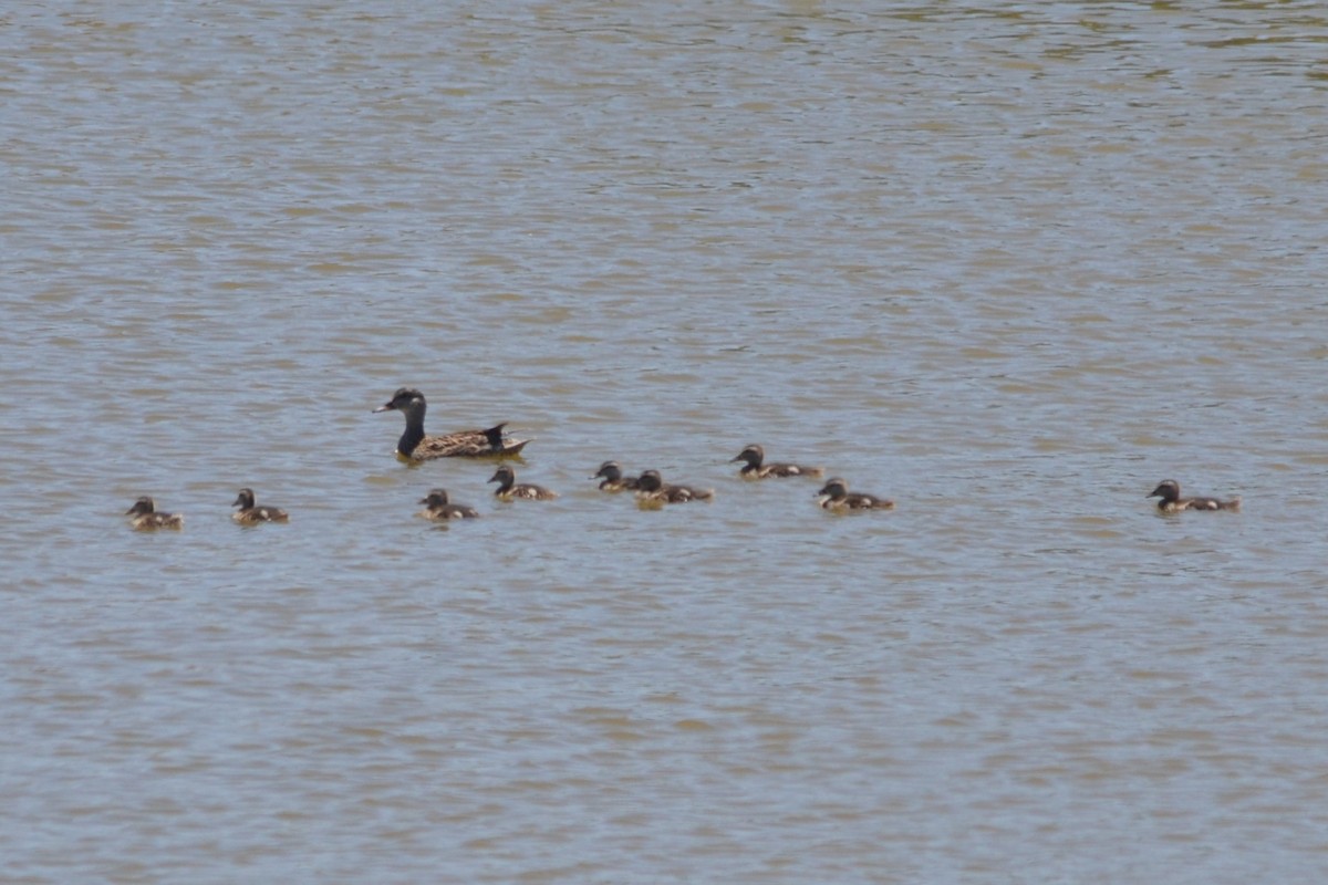 Gadwall - ML636403523