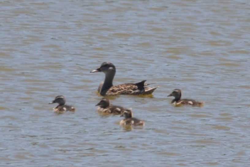 Gadwall - ML636403534
