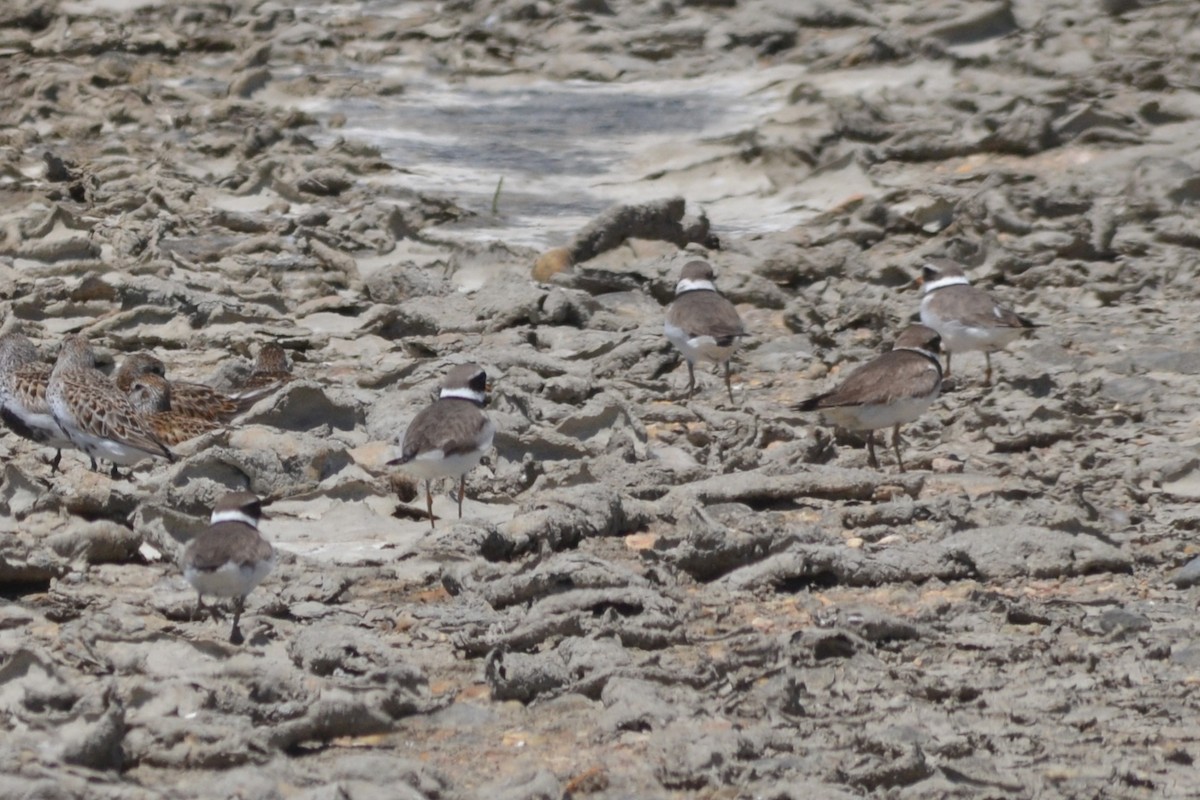 Common Ringed Plover - ML636403584
