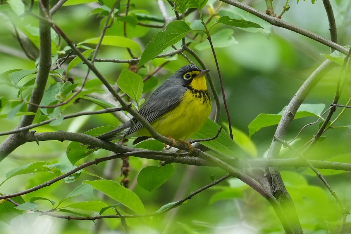 Canada Warbler - ML636403589