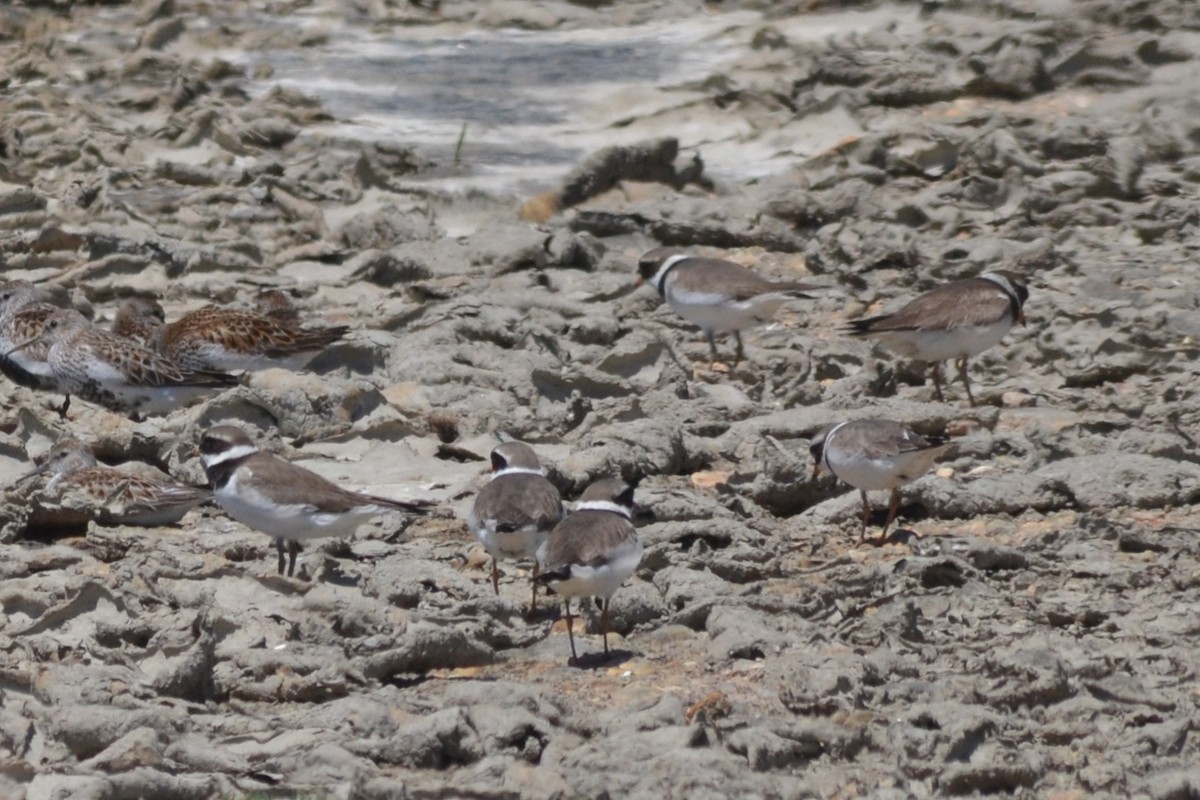 Common Ringed Plover - ML636403595