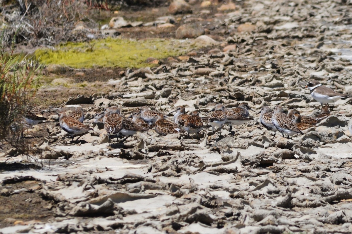 Dunlin - ML636403625