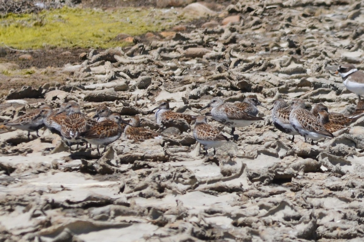 Dunlin - ML636403645
