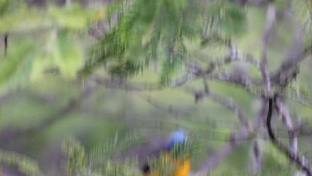 Golden-rumped Euphonia - ML636403662