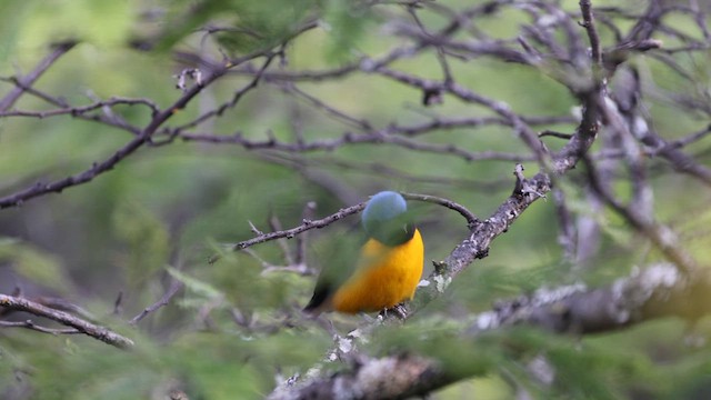 Golden-rumped Euphonia - ML636403667