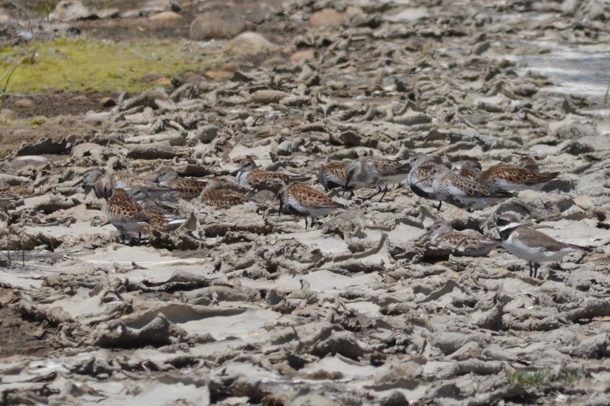 Dunlin - ML636403675