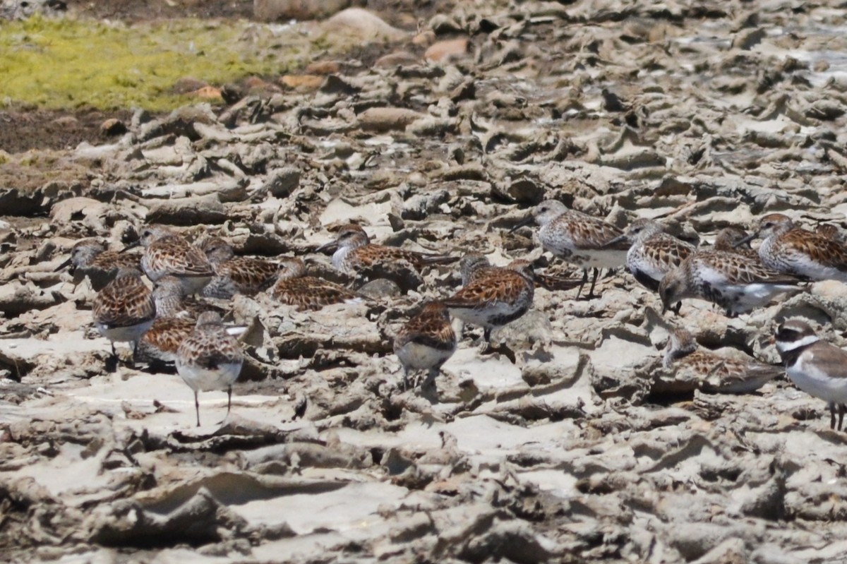 Dunlin - ML636403686