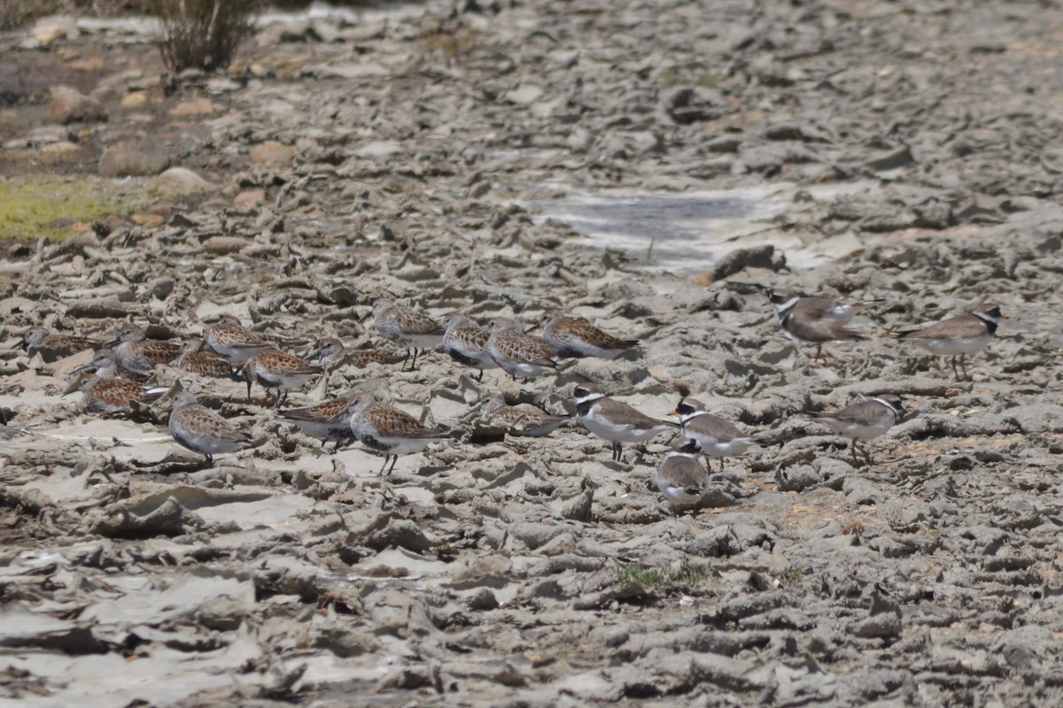 Dunlin - ML636403702