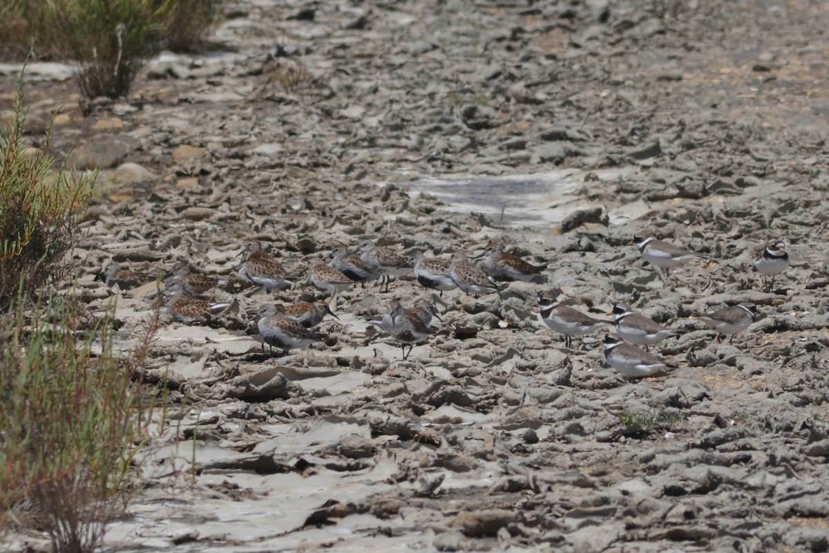 Dunlin - ML636403710