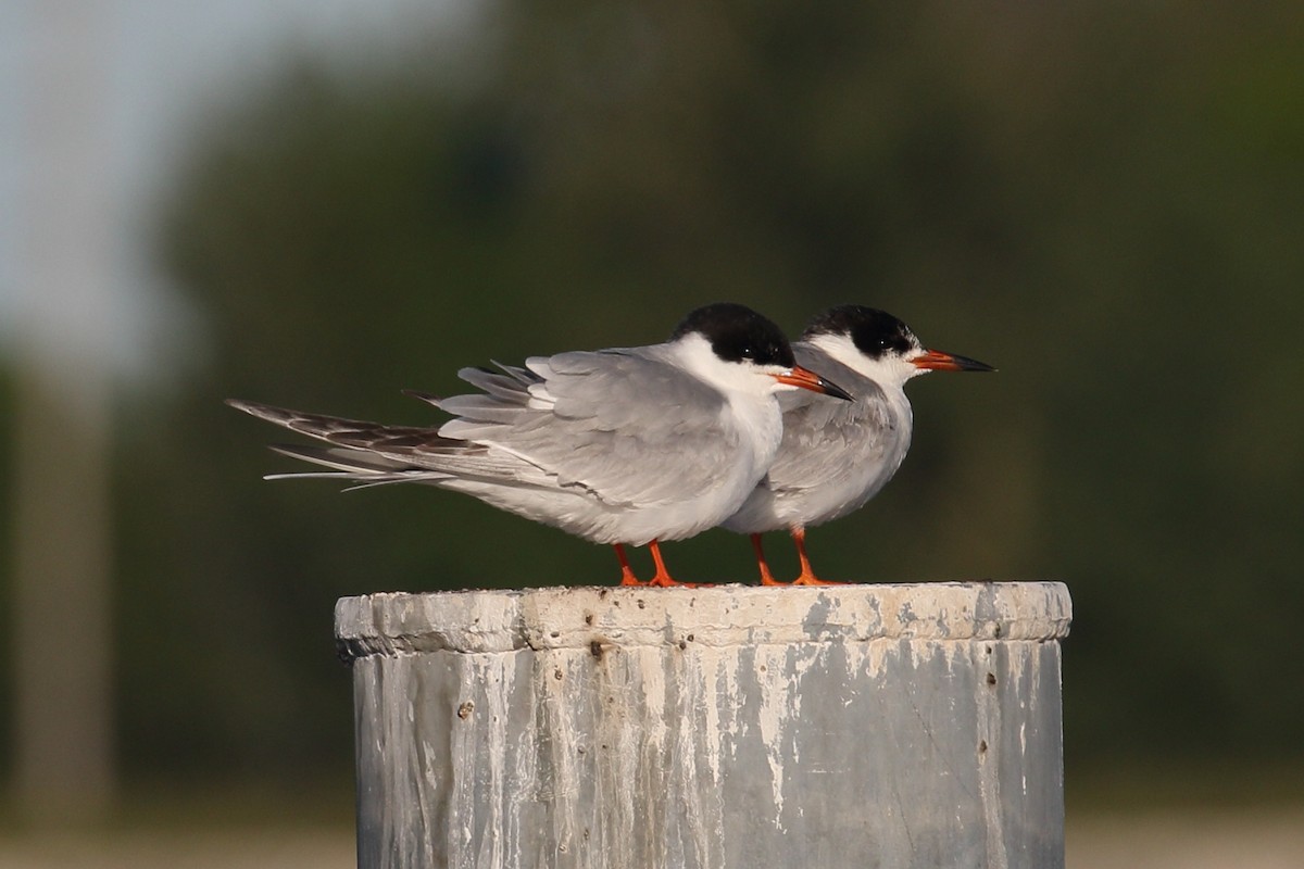Common Tern - ML636403729