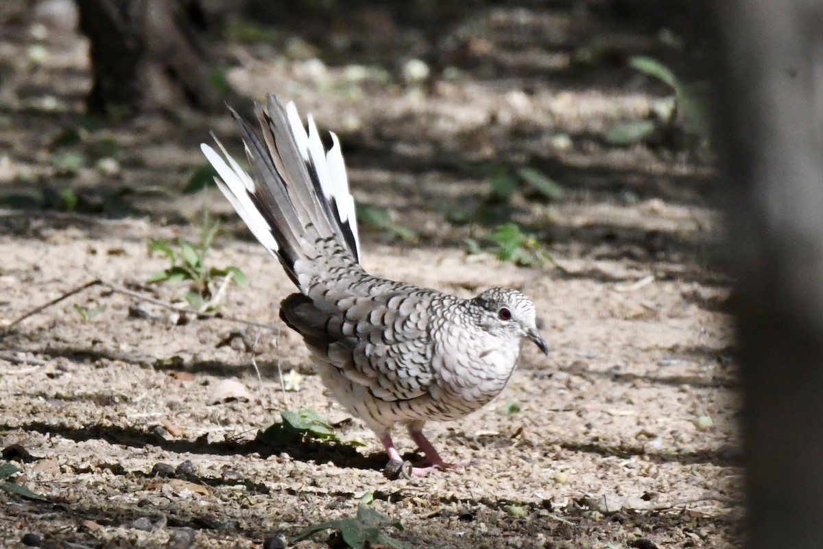 Colombe écaillée - ML636403751