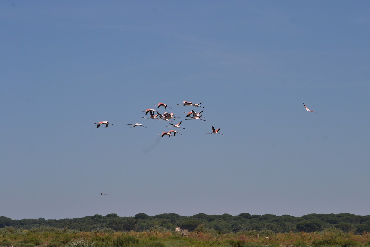 Greater Flamingo - ML636403757