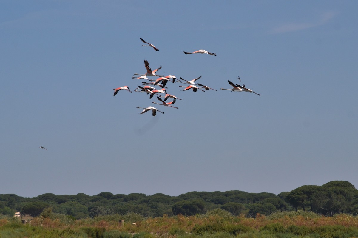 Greater Flamingo - ML636403760