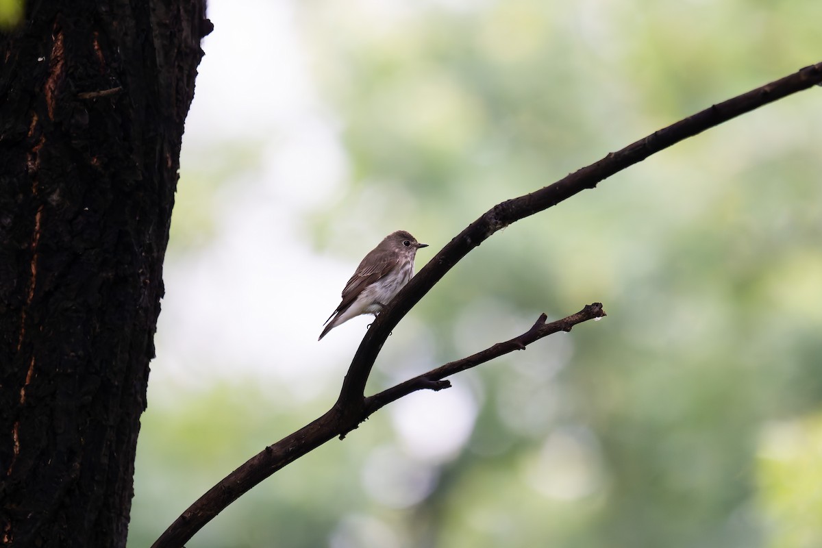 Gray-streaked Flycatcher - ML636403763