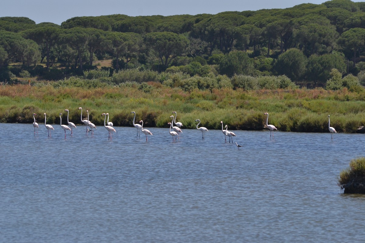 Greater Flamingo - ML636403768