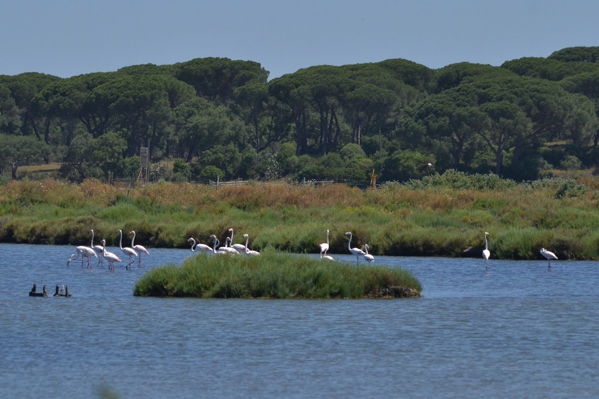 Greater Flamingo - ML636403779