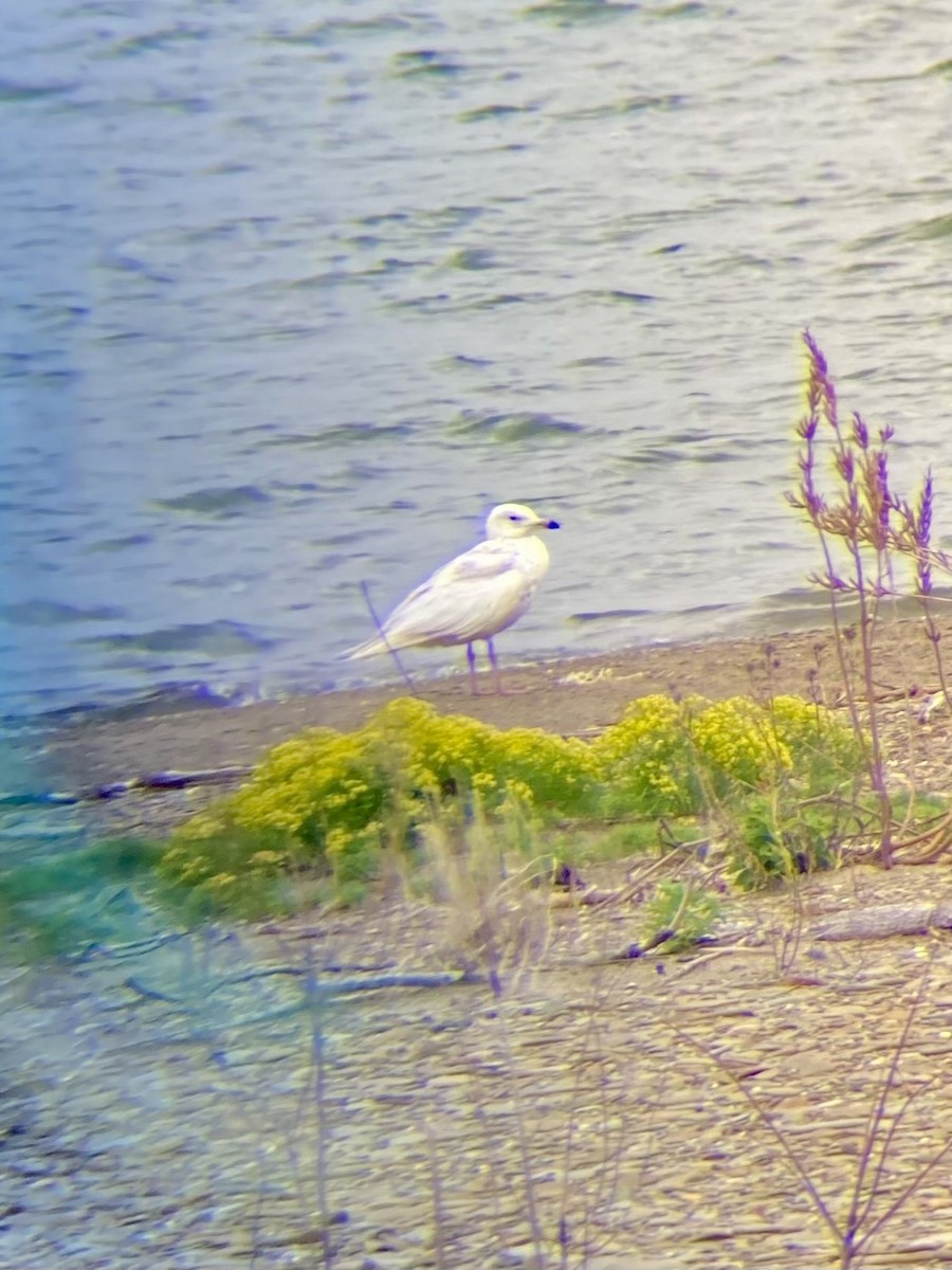 Iceland Gull - ML636403787