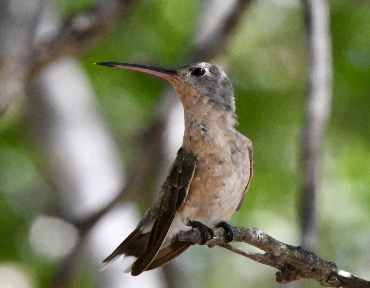 Buffy Hummingbird - ML636403792