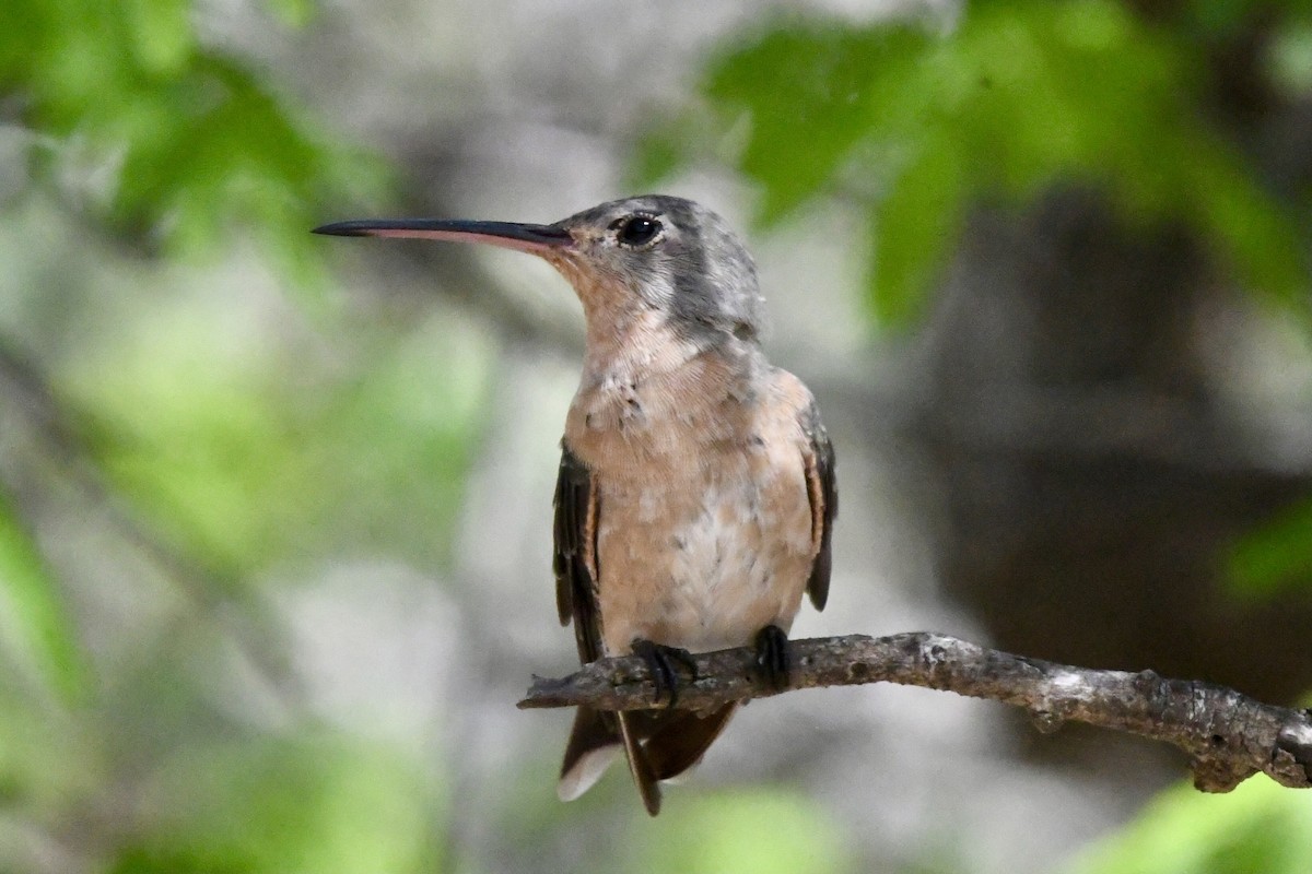 Buffy Hummingbird - ML636403793