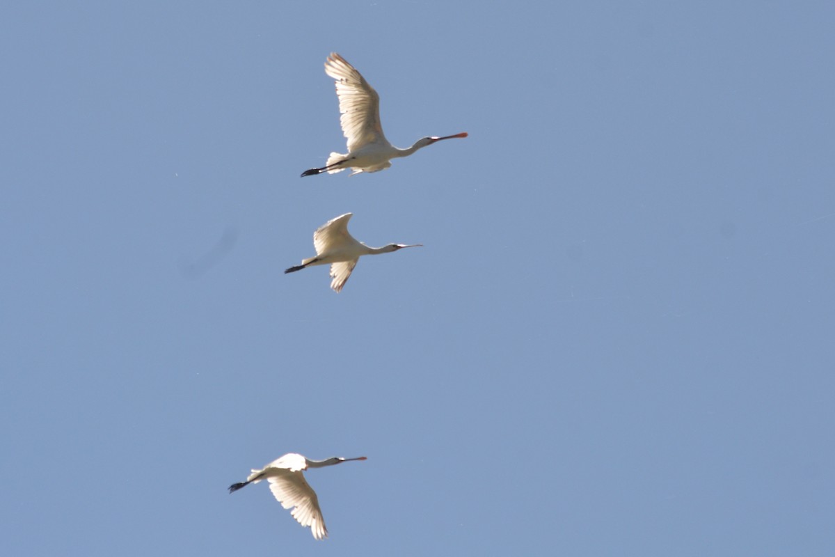 Eurasian Spoonbill - ML636403795