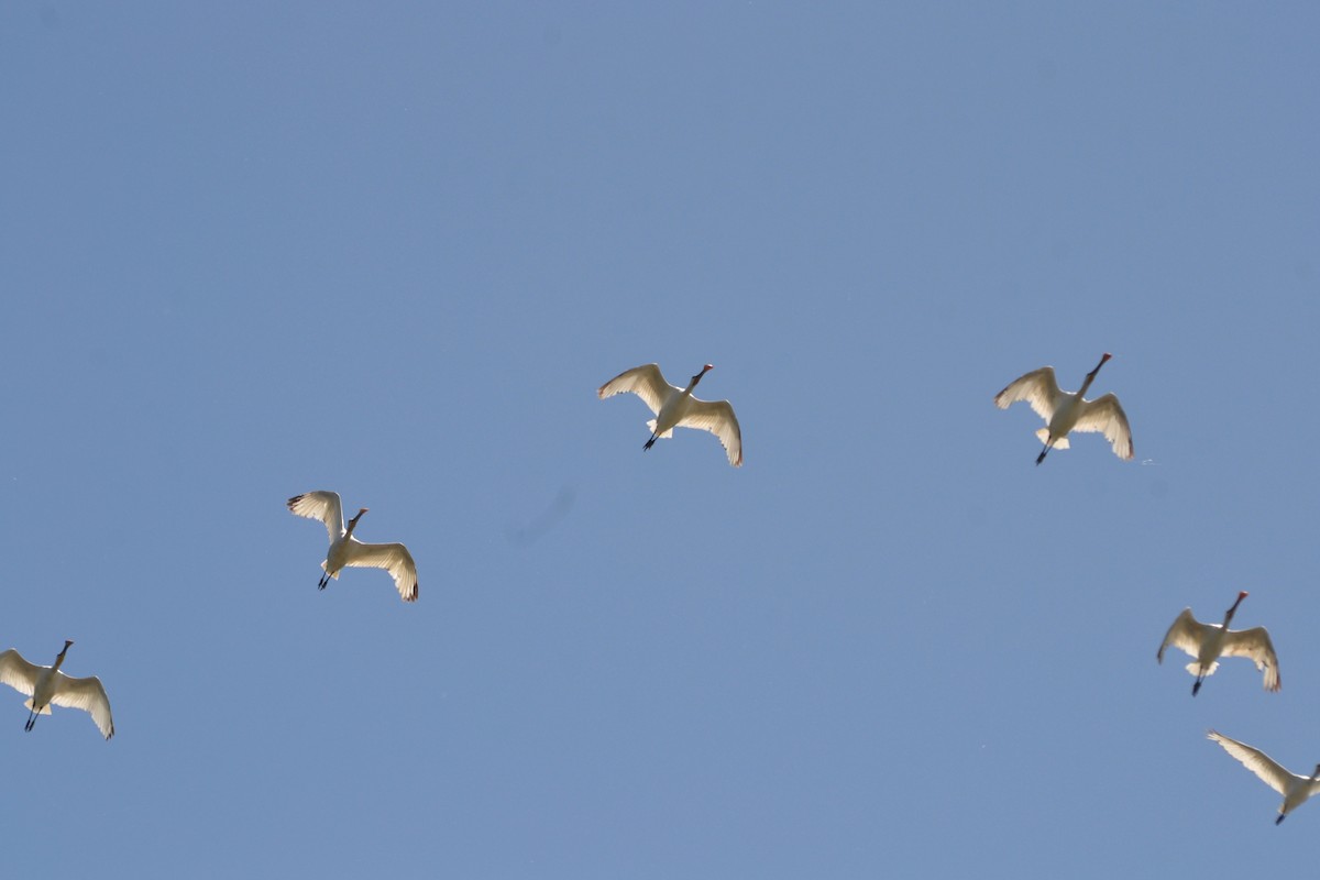 Eurasian Spoonbill - ML636403804