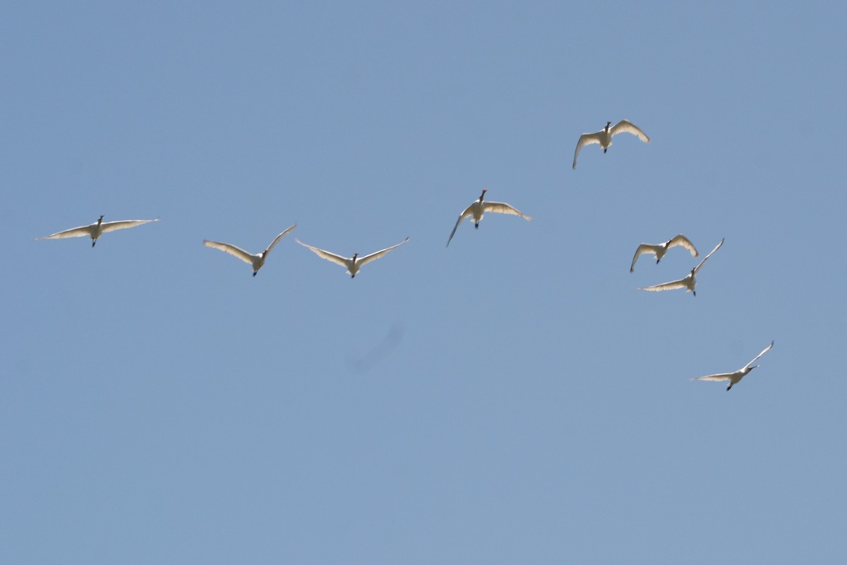 Eurasian Spoonbill - ML636403818