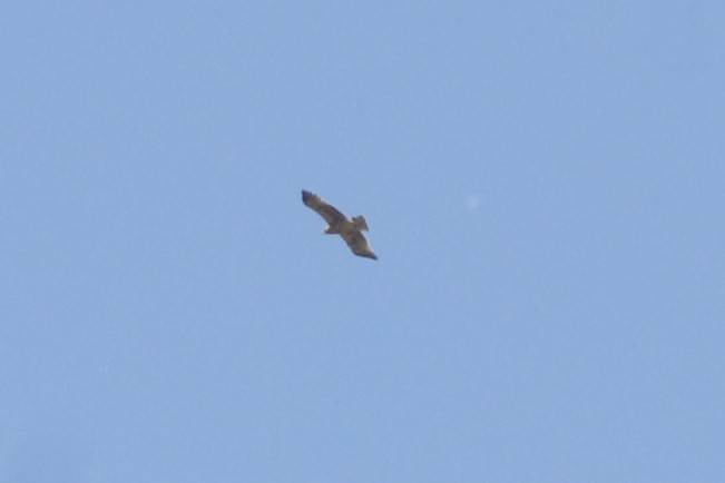Booted Eagle - ML636403847