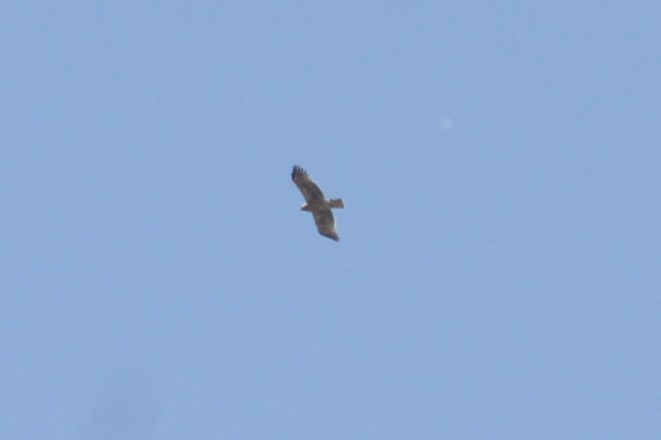 Booted Eagle - ML636403877