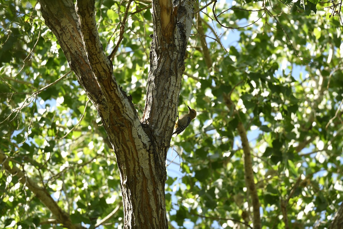 Gila Woodpecker - ML636403892