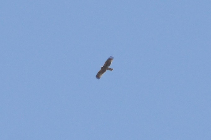 Booted Eagle - ML636403896