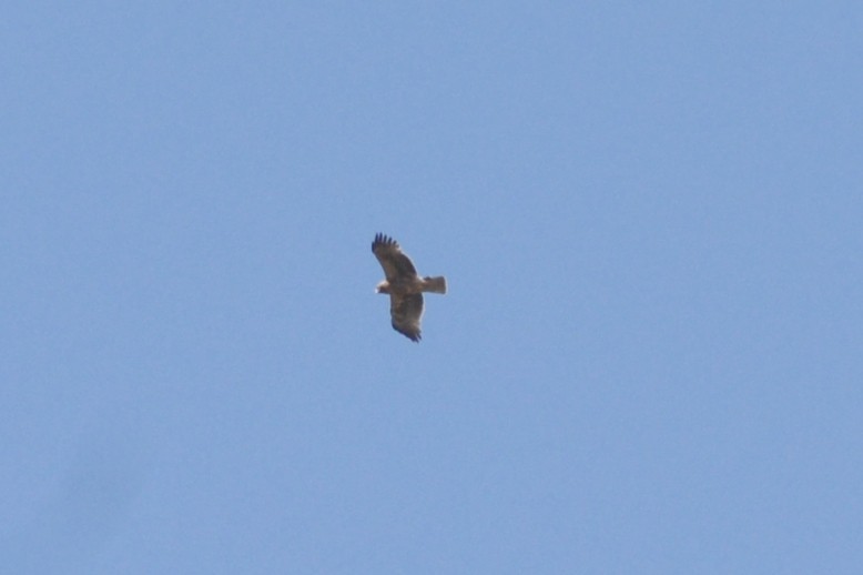Booted Eagle - ML636403919
