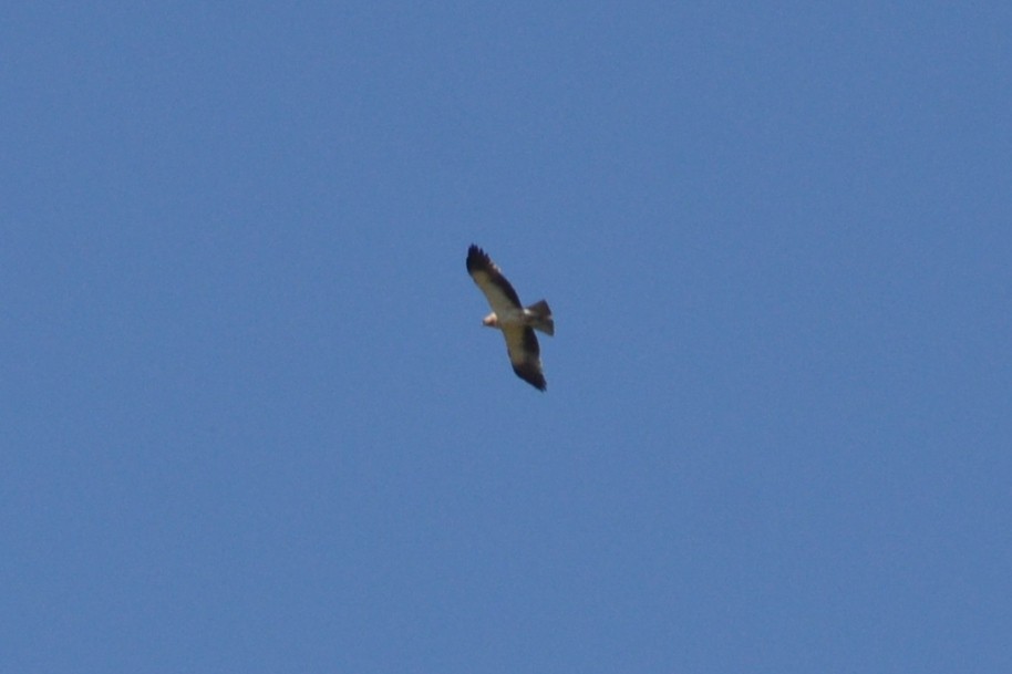 Booted Eagle - ML636403941