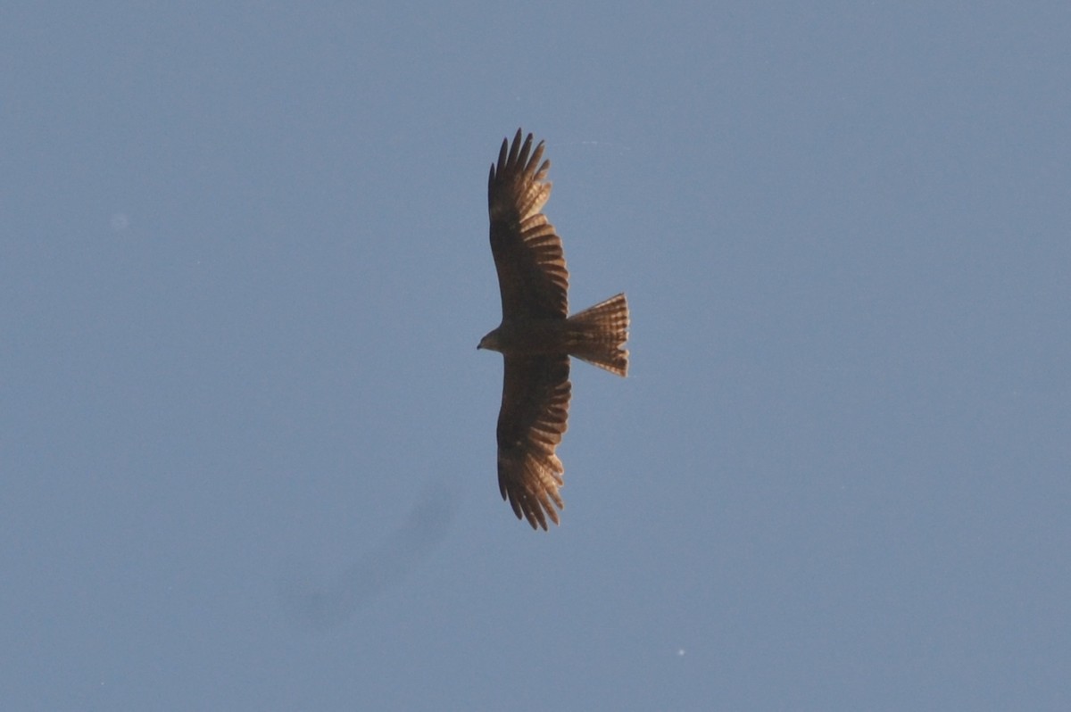 Black Kite - ML636403986