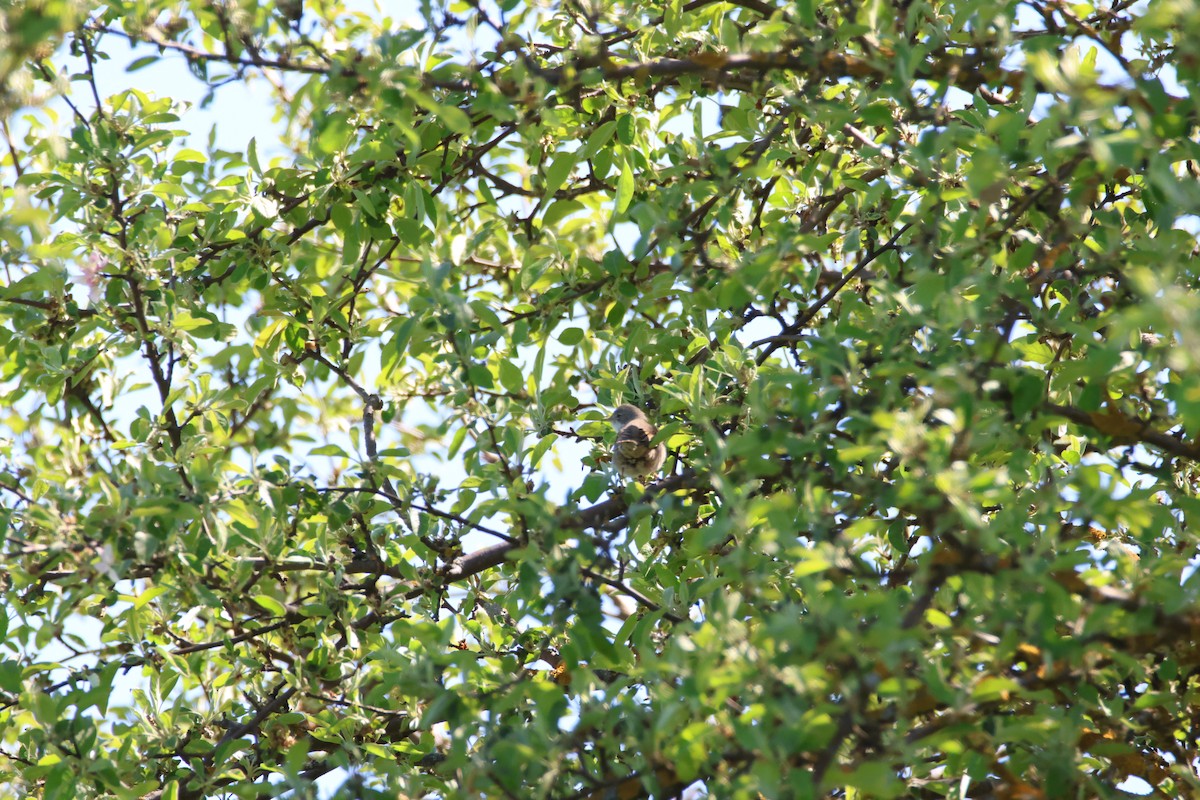 Greater Whitethroat - ML636403994