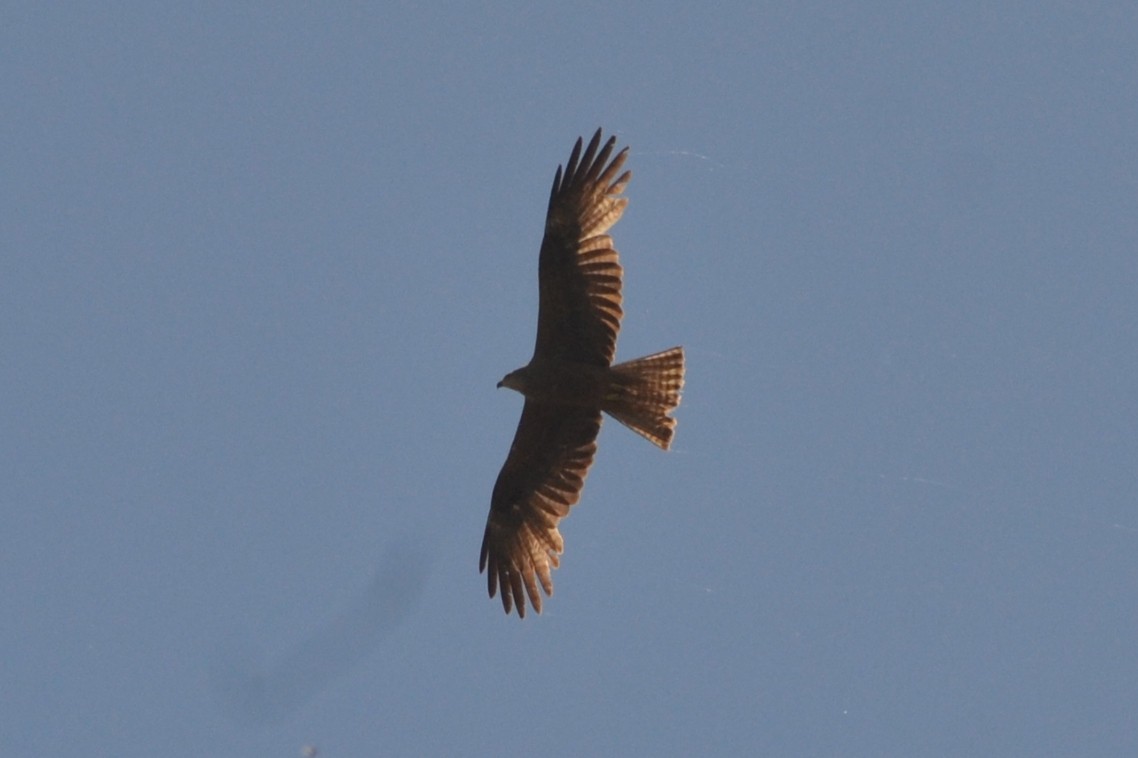 Black Kite - ML636404001
