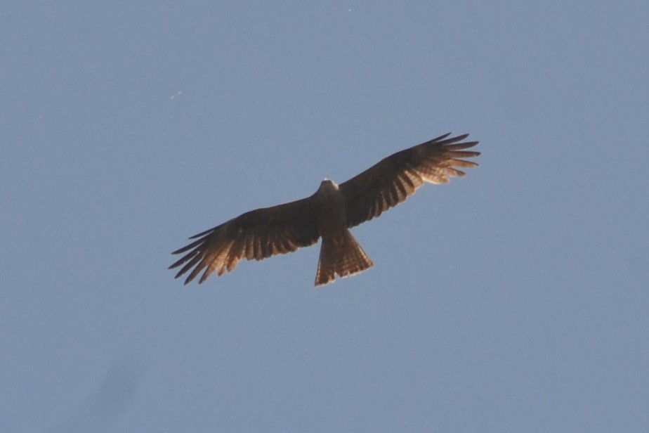 Black Kite - ML636404015