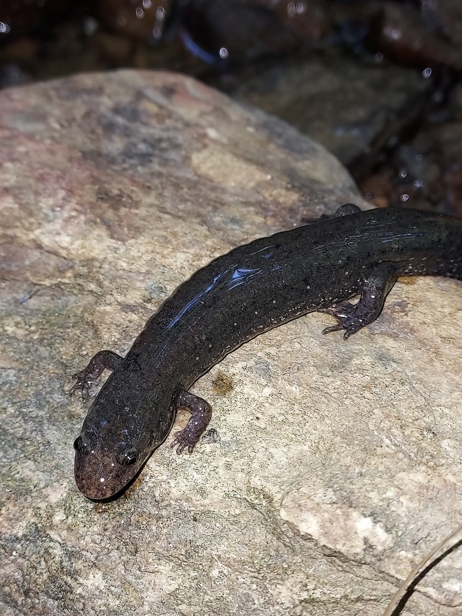 Piedmont Dusky Salamander - ML636404022