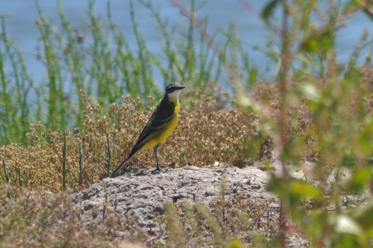 Western Yellow Wagtail - ML636404027