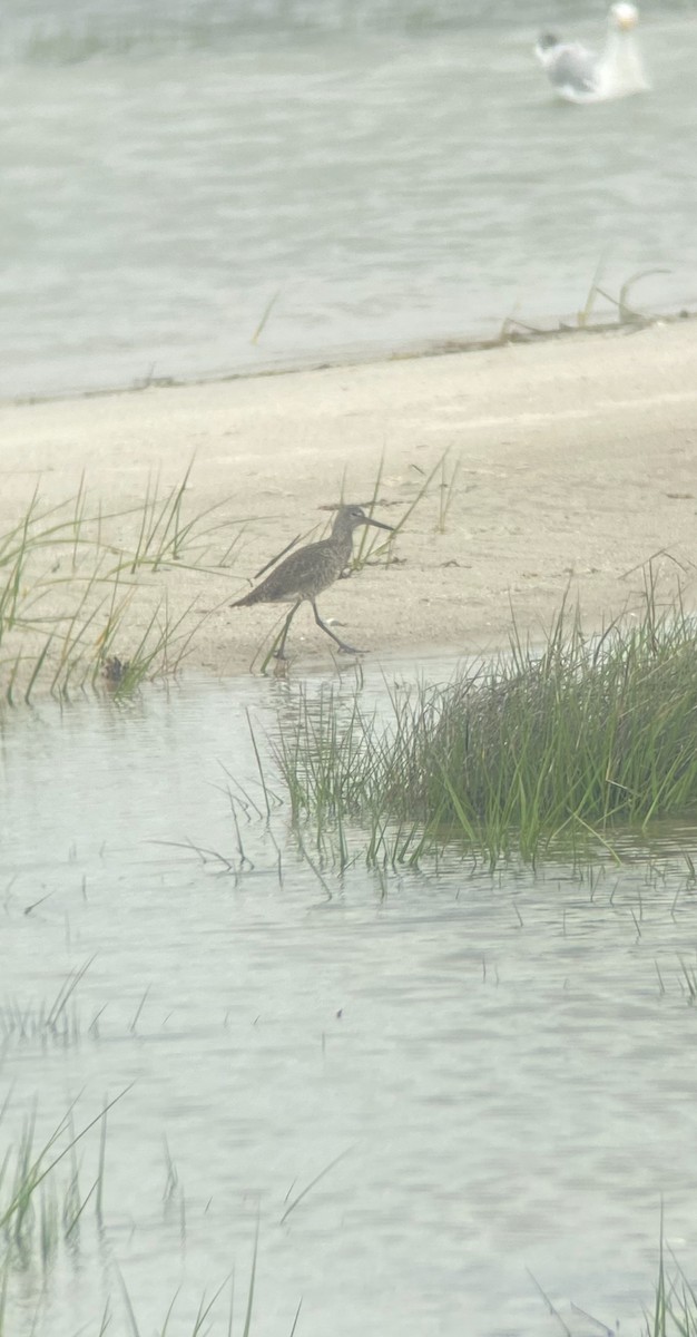 Willet - ML636404053