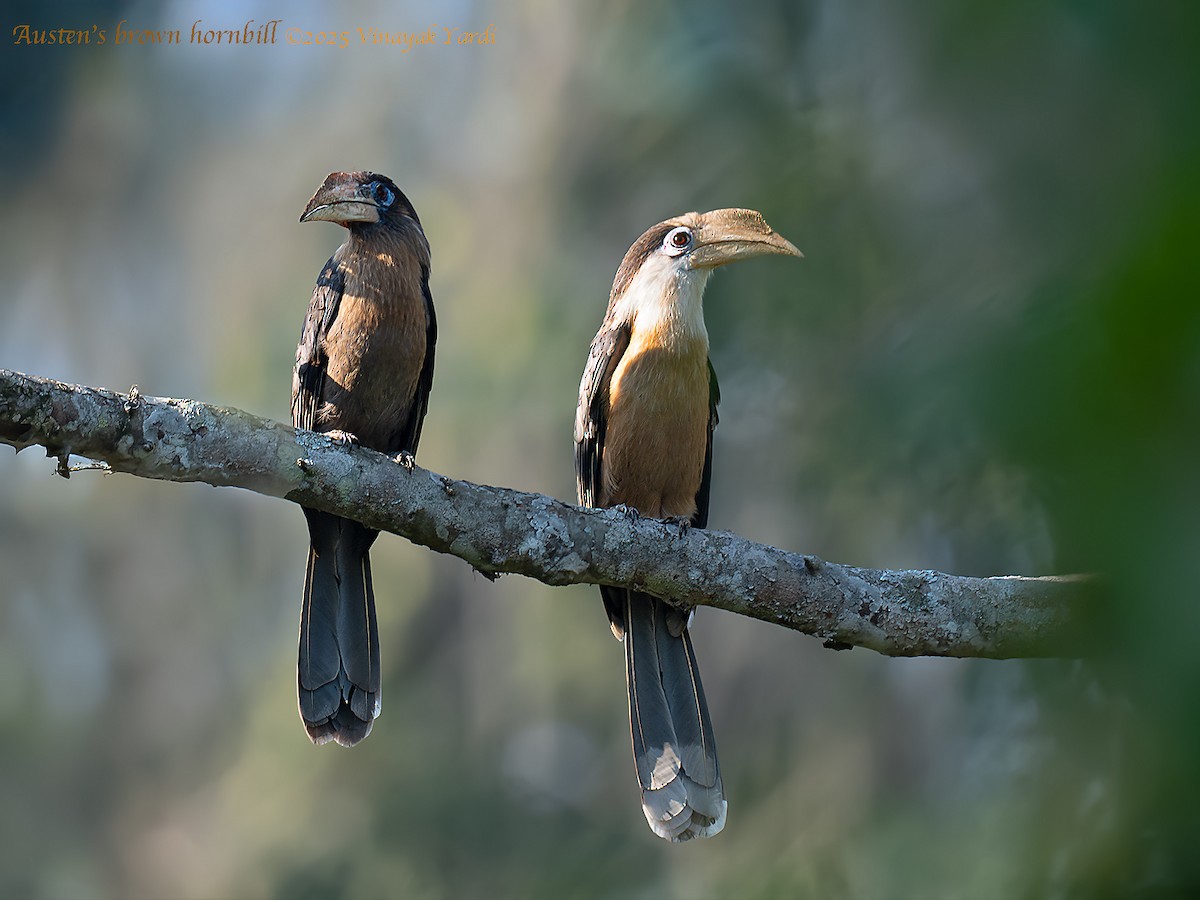 Brown Hornbill - ML636404122