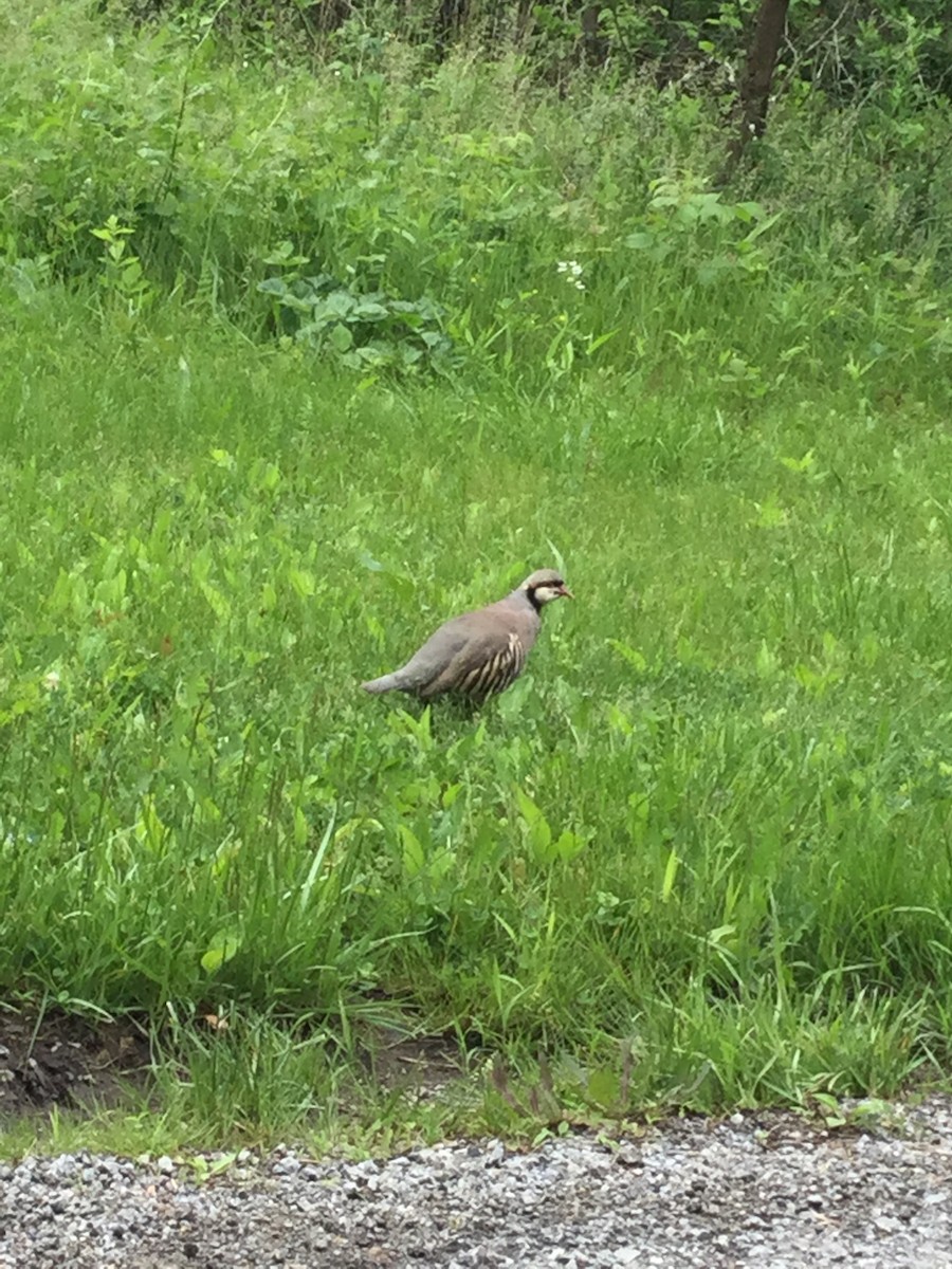 Chukar - ML636404227