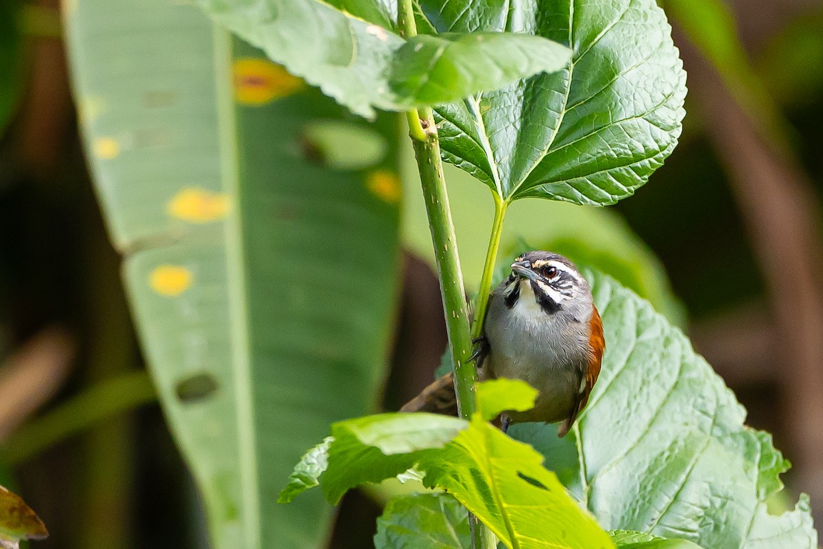 Whiskered Wren - ML636404324
