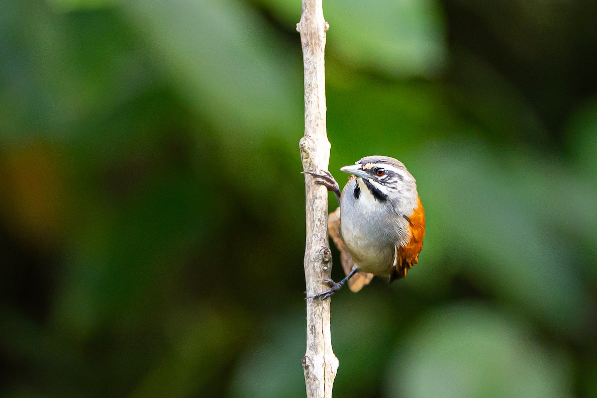 Whiskered Wren - ML636404325