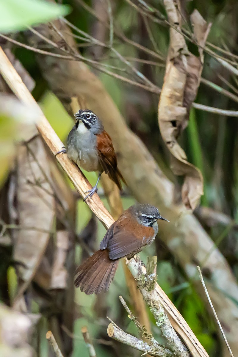 Whiskered Wren - ML636404326